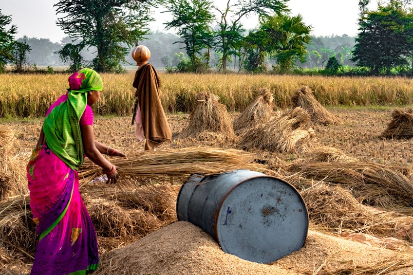 Hard Working Indian Woman Farmer wearing Saree, and working in her fields